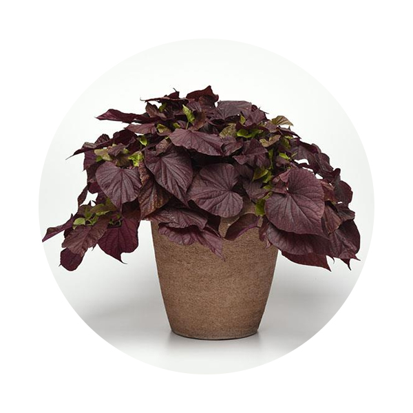 Ipomea Hanging Red Price in Dubai, UAE