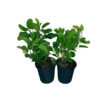 Ipomoea Pes Price in Dubai, UAE