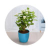 Jasmine 60 Cm Total Ht Price in Dubai, UAE