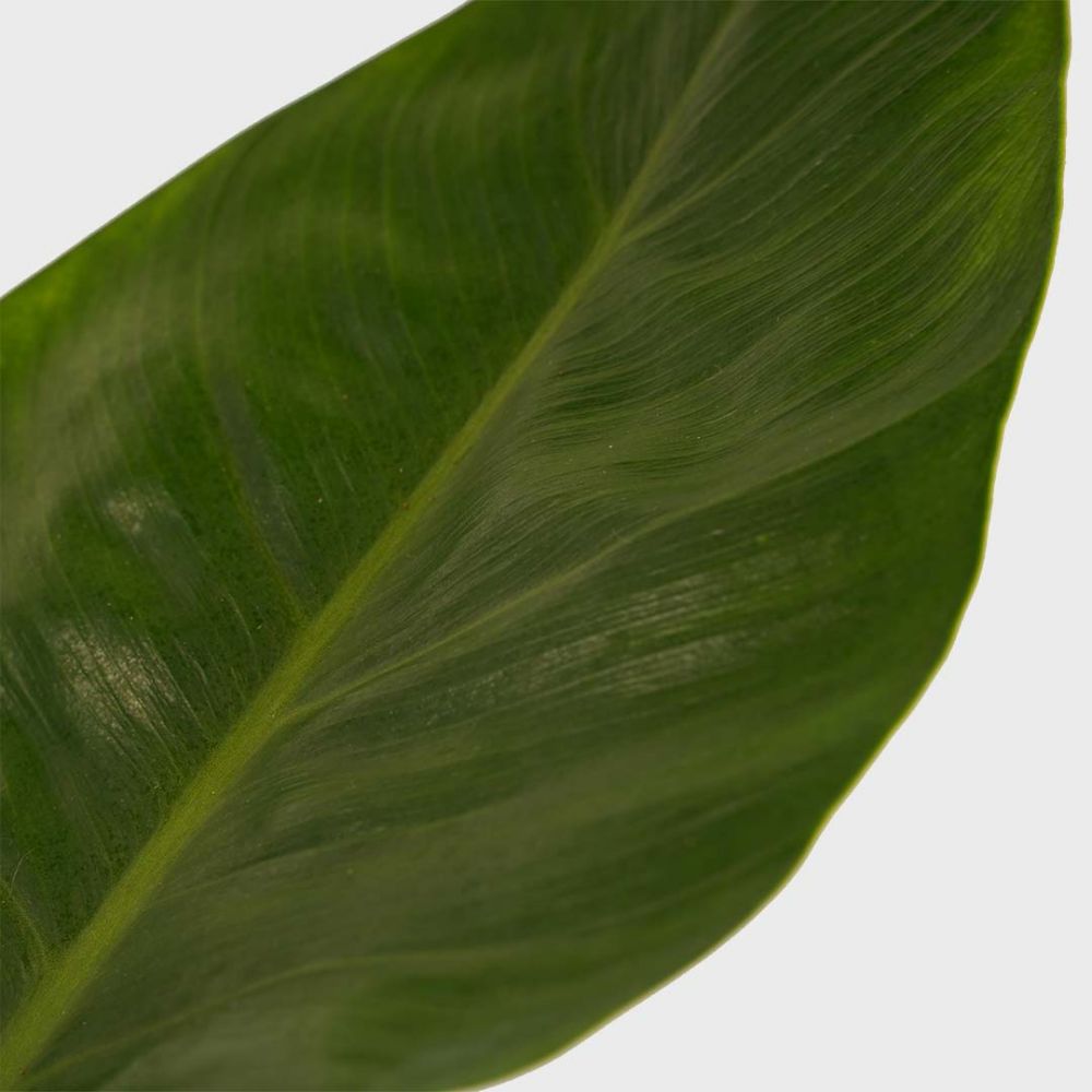 Philodendron Imperial Green Plant Price in Dubai, UAE - Image 2