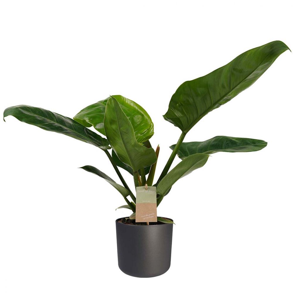 Philodendron Imperial Green Plant Price in Dubai, UAE
