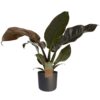 Philodendron Imperial Red Plant Price in Dubai, UAE