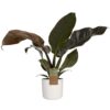 Philodendron Imperial Red Plant Price in Dubai, UAE