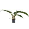 Philodendron Narrow Escape Plant Price in Dubai, UAE