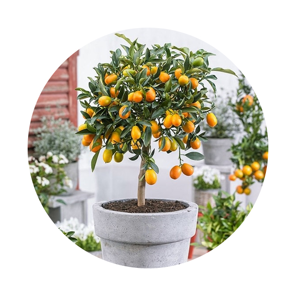 Lemon Kumquat Price in Dubai, UAE