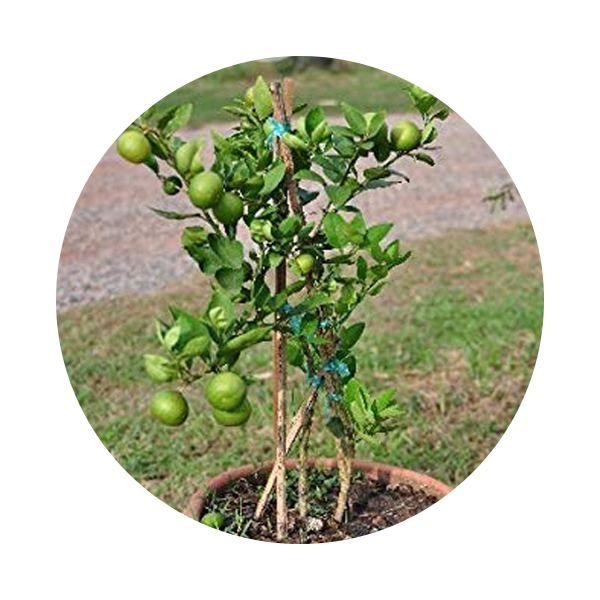Lime Tree 1 Mtr Ht Price in Dubai, UAE
