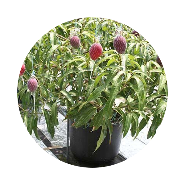 Lychee Tree Price in Dubai, UAE