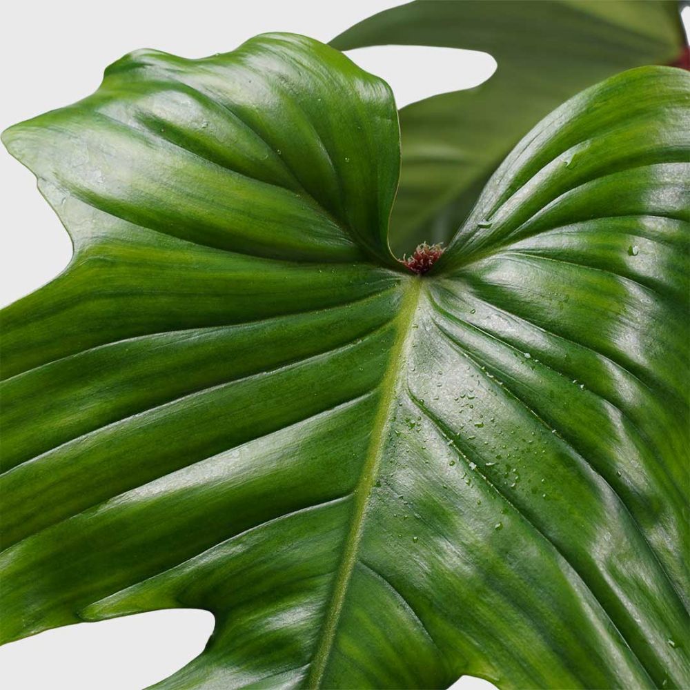 Philodendron Squamiferum Plant Price in Dubai, UAE - Image 2
