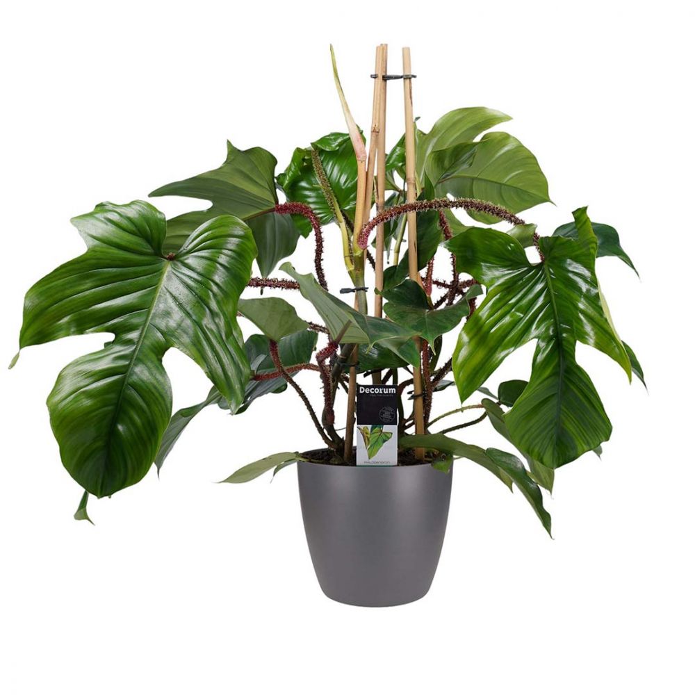 Philodendron Squamiferum Plant Price in Dubai, UAE