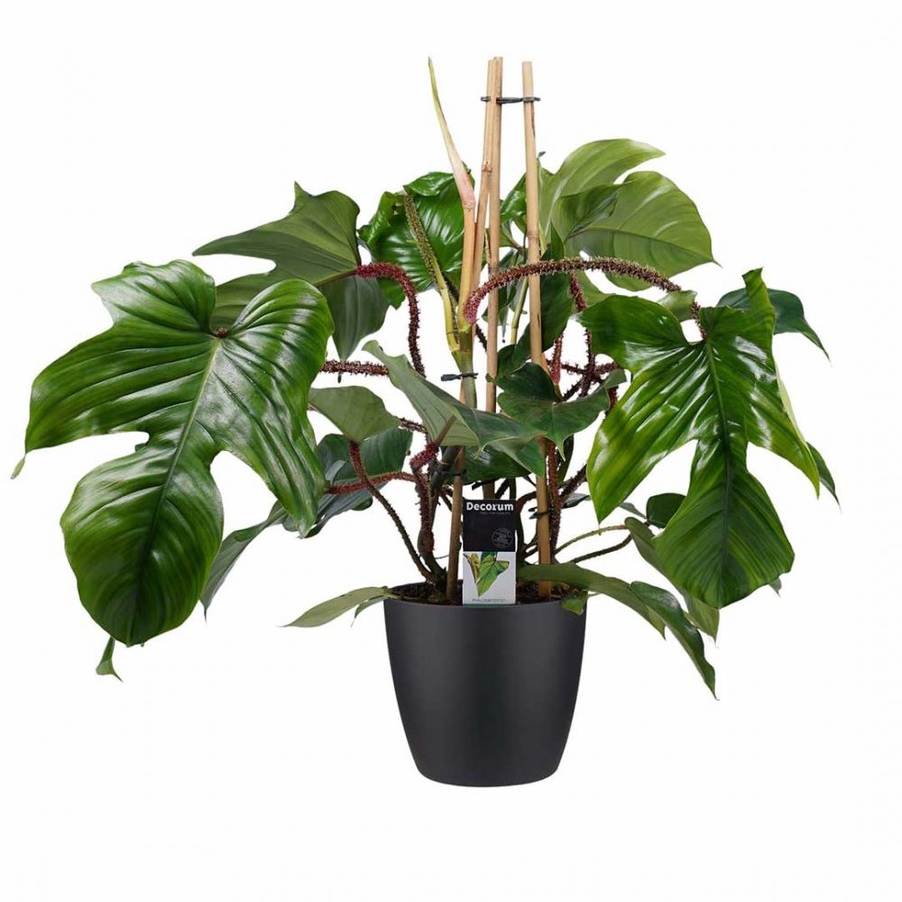 Philodendron Squamiferum Plant Price in Dubai, UAE