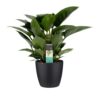 Philodendron Congo Apple Plant Price in Dubai, UAE