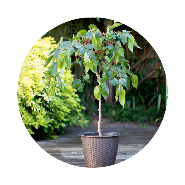 Mulberry(Morus Alba) - 2 M Ht Price in Dubai, UAE