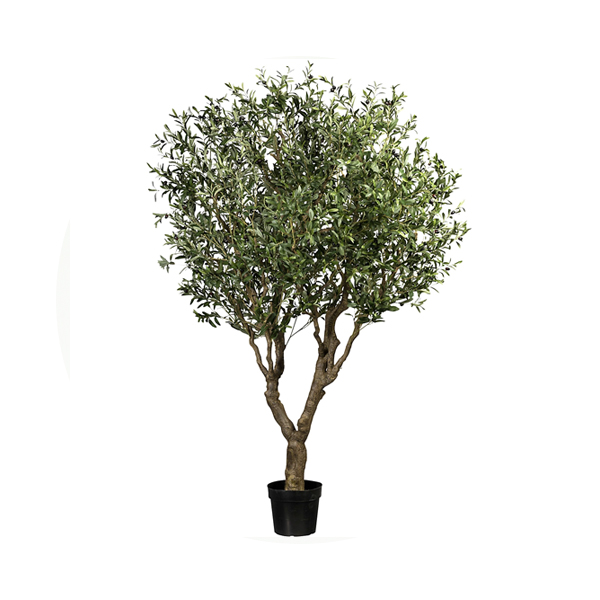 Olive Tree Price in Dubai, UAE