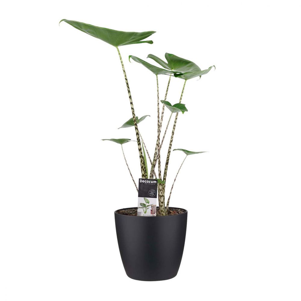 Alocasia Zebrina Plant Price in Dubai, UAE