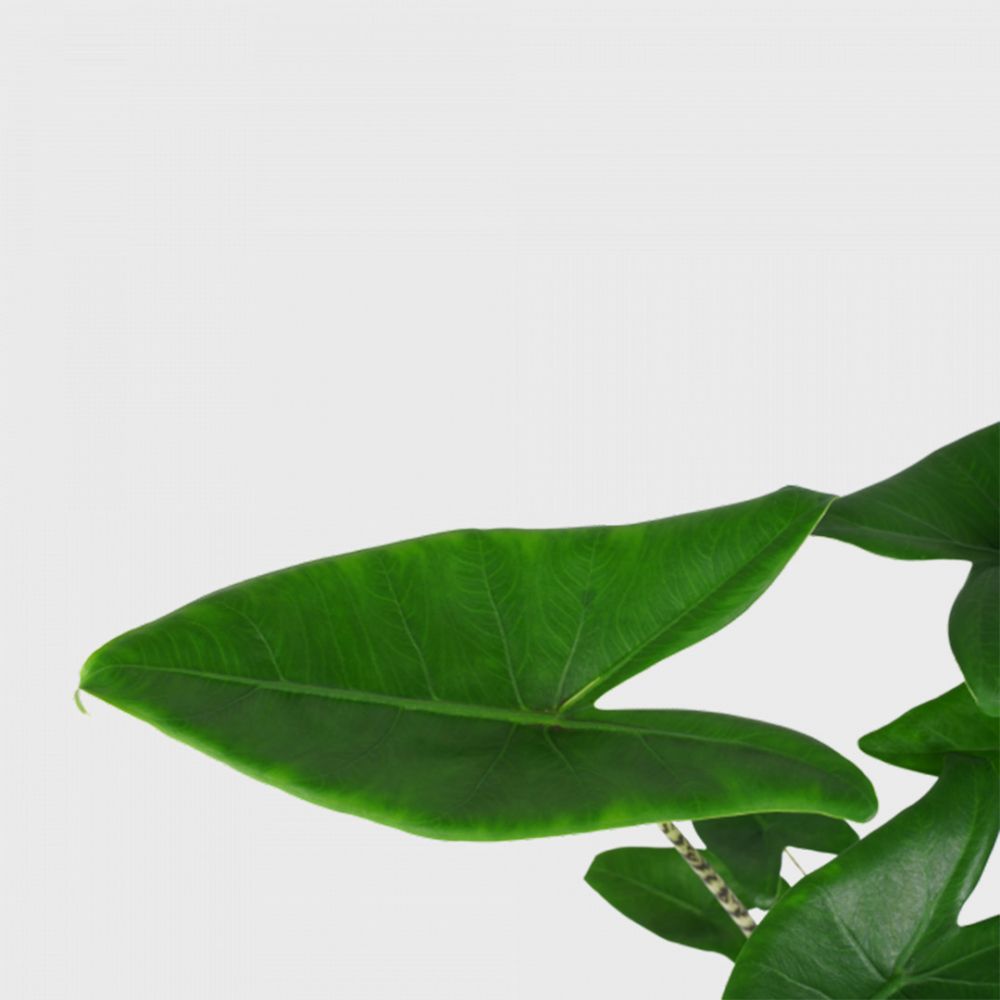 Alocasia Zebrina Plant Price in Dubai, UAE - Image 2