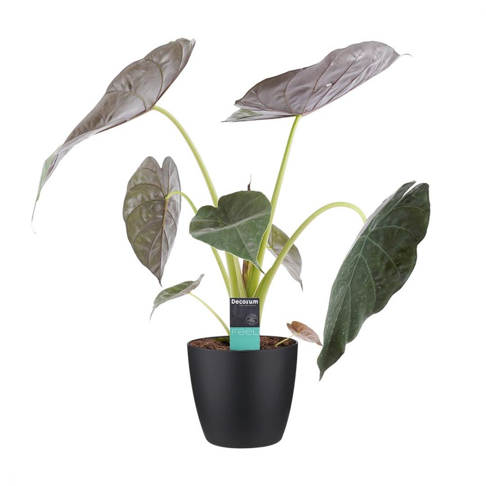Alocasia Wentii Plant Price in Dubai, UAE