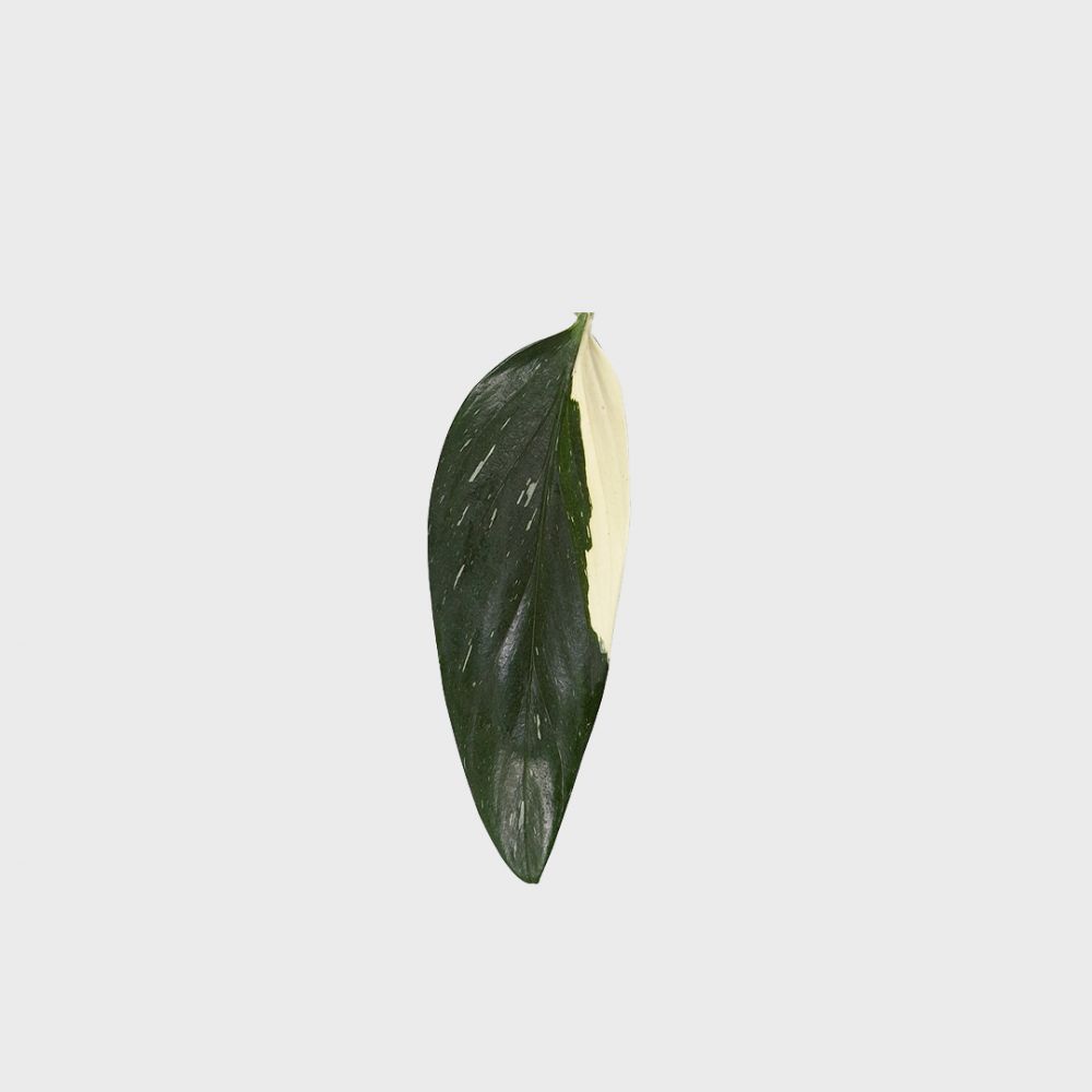 Philodendron Cobra Plant Price in Dubai, UAE - Image 2
