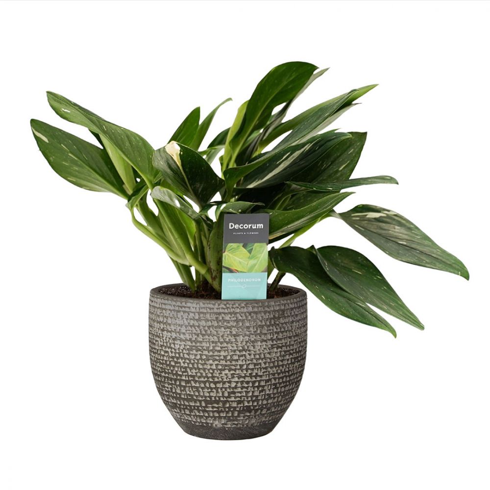 Philodendron Cobra Plant Price in Dubai, UAE