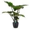 Alocasia Portadora Plant Price in Dubai, UAE