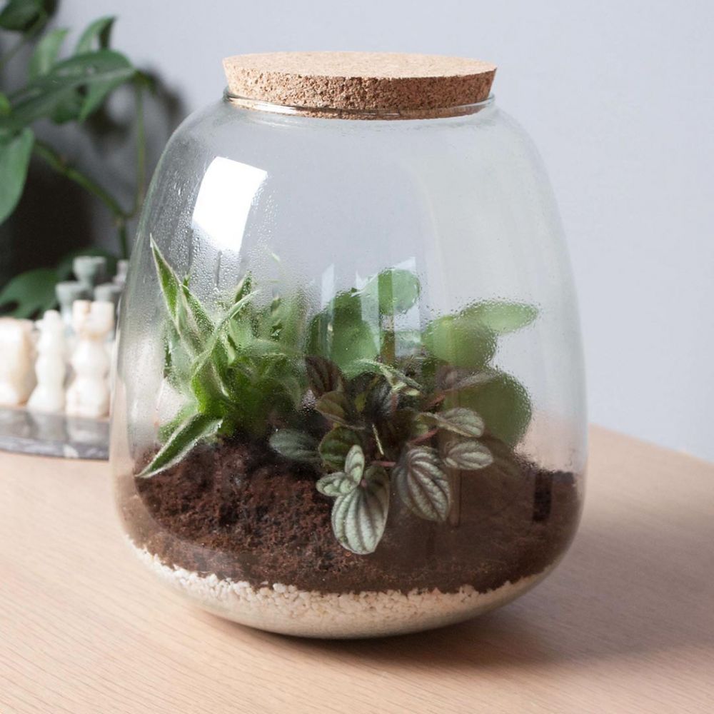 Terrarium - Asparagus, Sedum & Peperomia Plant Price in Dubai, UAE - Image 2