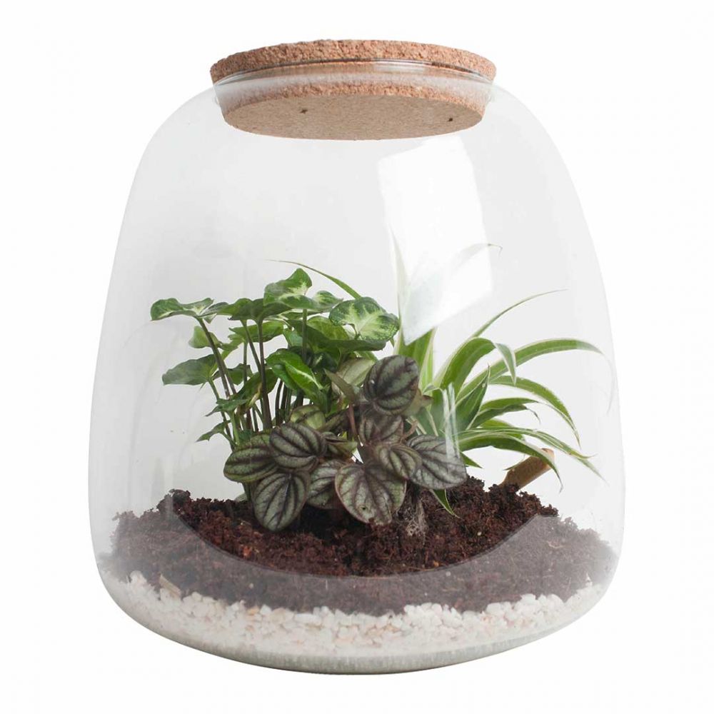 Terrarium - Syngonium, Peperomia & Spider Plant Price in Dubai, UAE