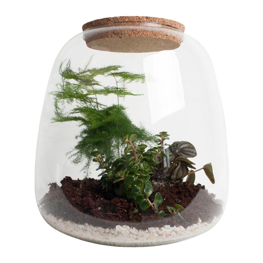 Terrarium - Asparagus, Sedum & Peperomia Plant Price in Dubai, UAE