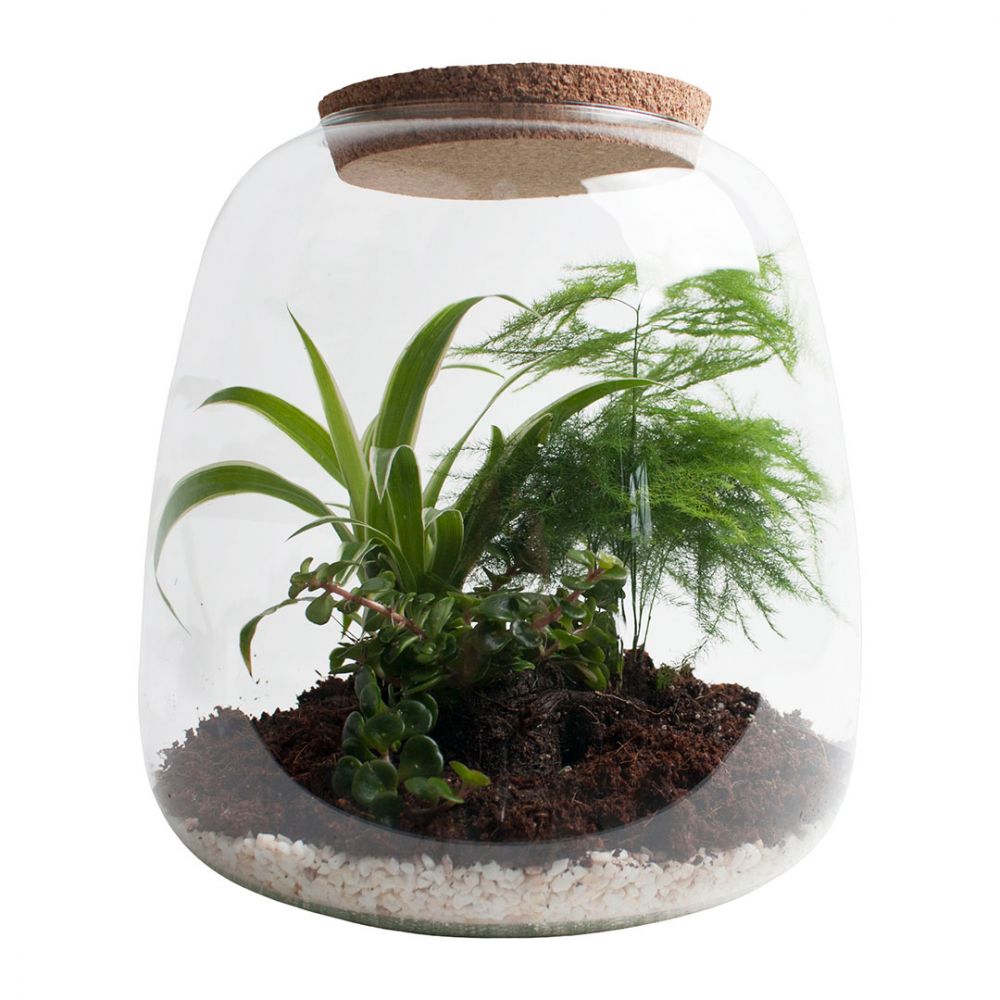 Terrarium - Asparagus, Spider plant & Sedum Price in Dubai, UAE