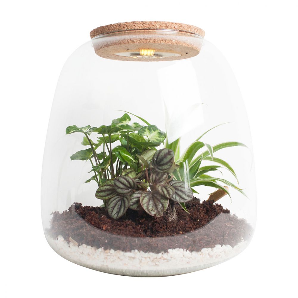 Terrarium - Syngonium, Sedum & Peperomia Plant Price in Dubai, UAE