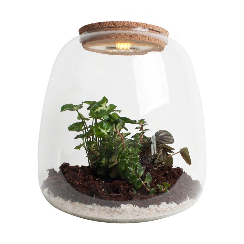 Terrarium - Syngonium, Sedum & Peperomia Plant Price in Dubai, UAE