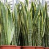 Sansevieria trifasciata ‘Laurentii’ or Snake Plant Price in Dubai, UAE