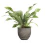 Anthurium Jungle Bush Plant Price in Dubai, UAE