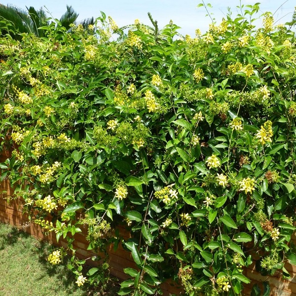 Tristellateia australasiae or Shower of Gold Climber Plant Price in Dubai, UAE