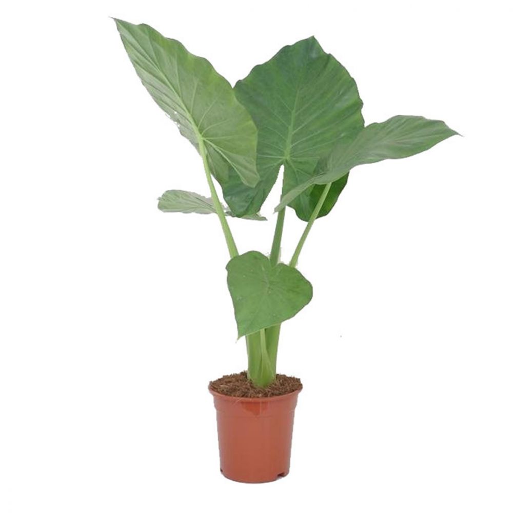 Alocasia Macrorrhiza Plant Price in Dubai, UAE