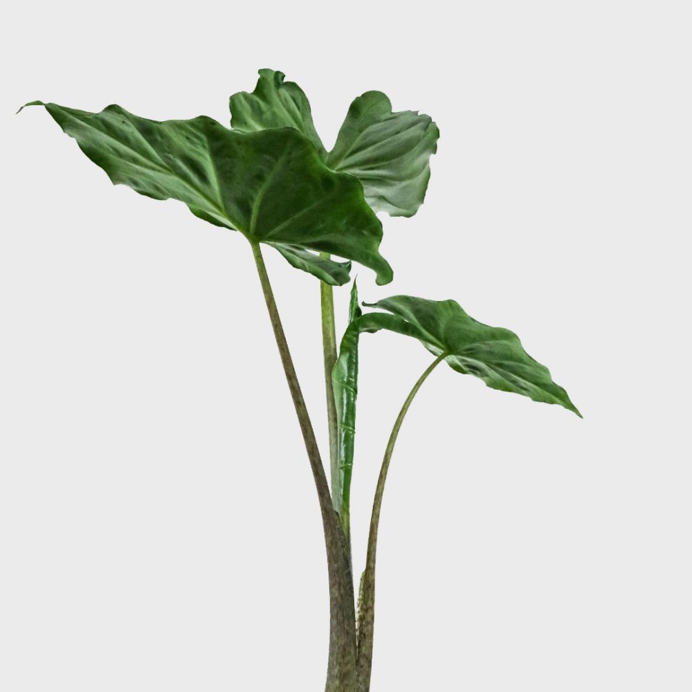 Alocasia Macrorrhiza Plant Price in Dubai, UAE - Image 2