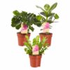 Air-purifying plant mix Plant Price in Dubai, UAE