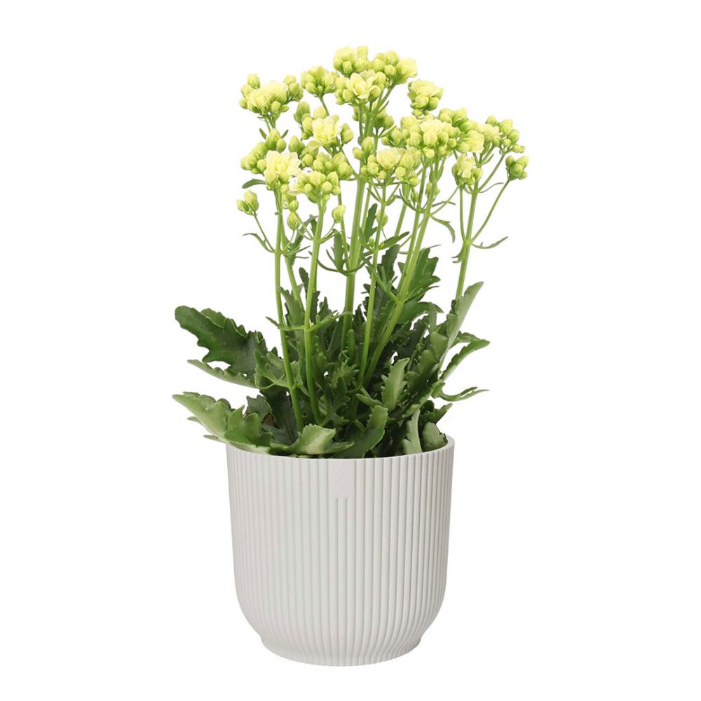 Kalanchoe Sunny White Plant Price in Dubai, UAE