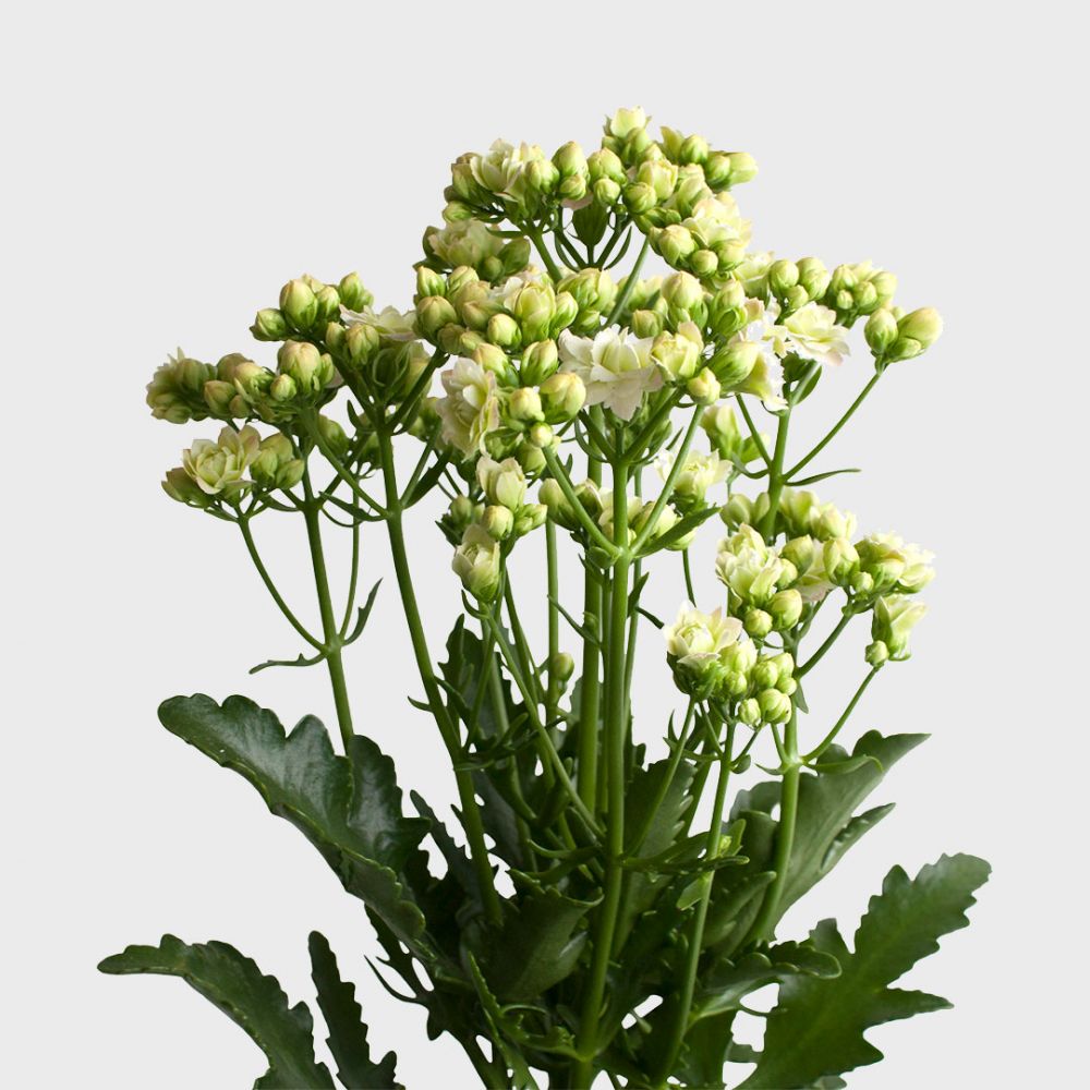 Kalanchoe Sunny White Plant Price in Dubai, UAE - Image 2