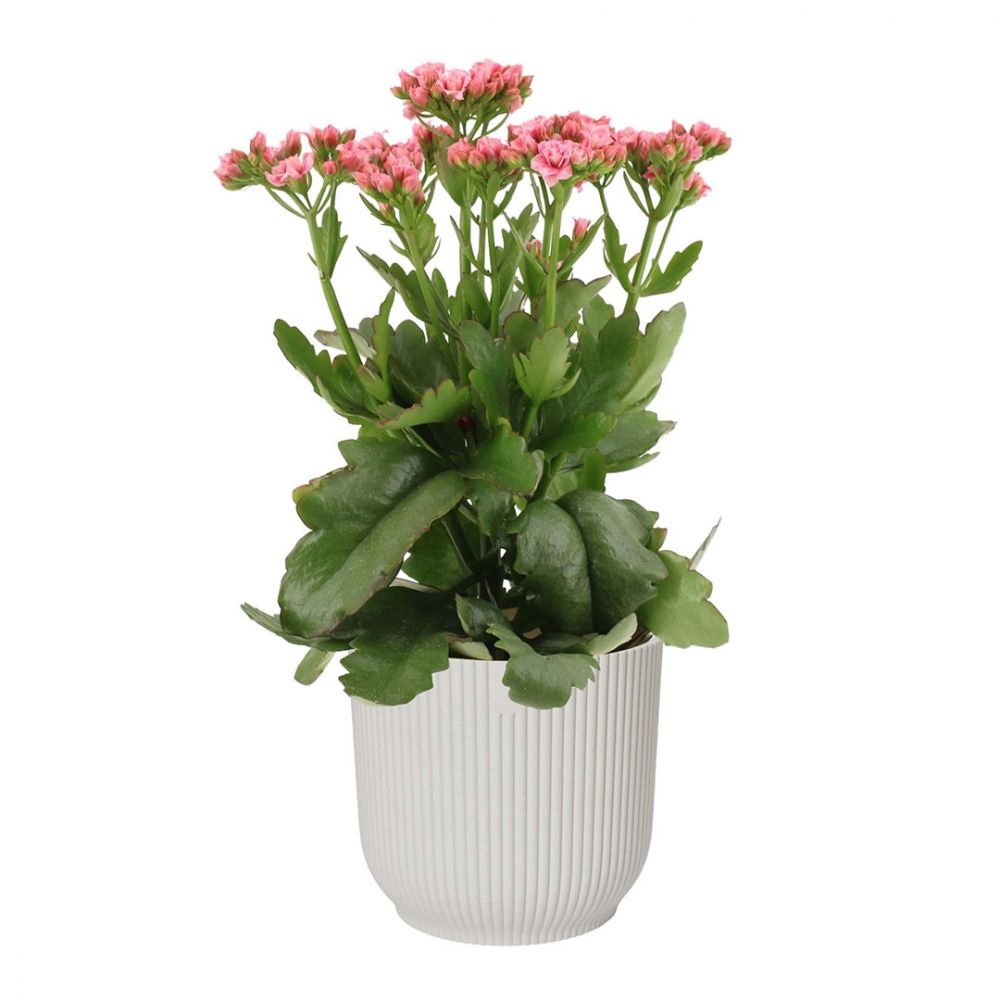 Kalanchoe Sunny Pink Plant Price in Dubai, UAE