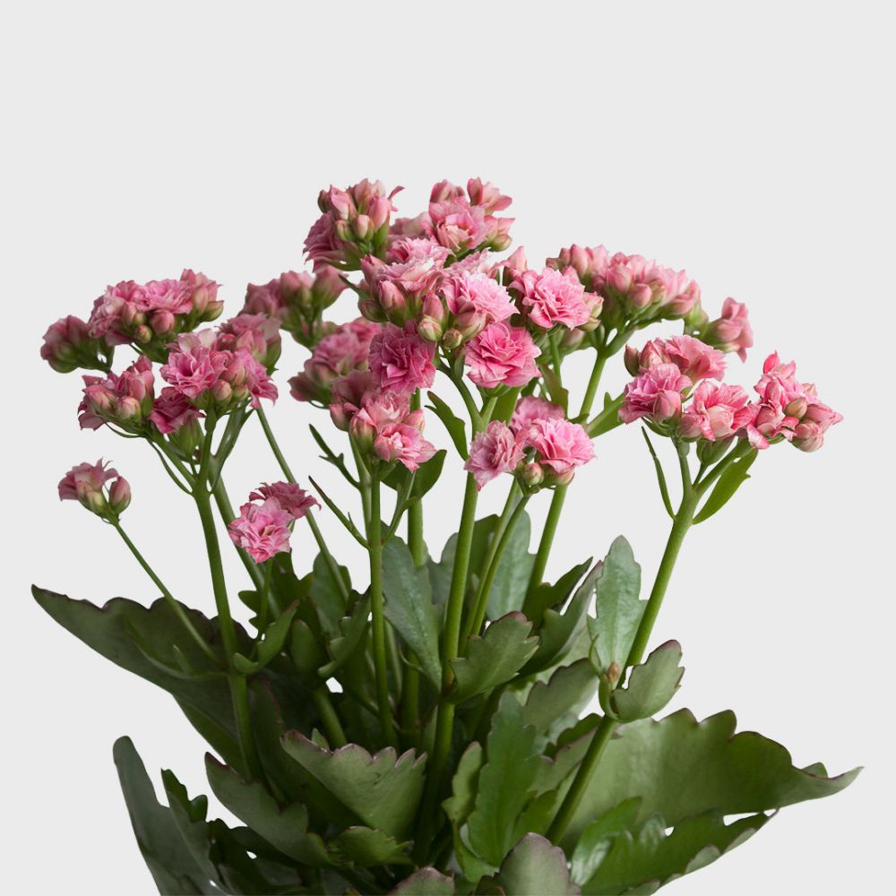 Kalanchoe Sunny Pink Plant Price in Dubai, UAE - Image 2