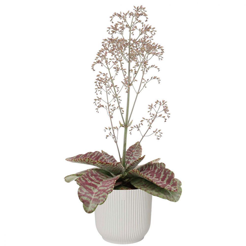 Kalanchoe Humilis Plant Price in Dubai, UAE