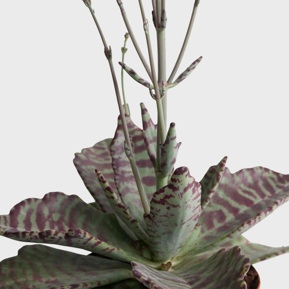 Kalanchoe Humilis Plant Price in Dubai, UAE - Image 2