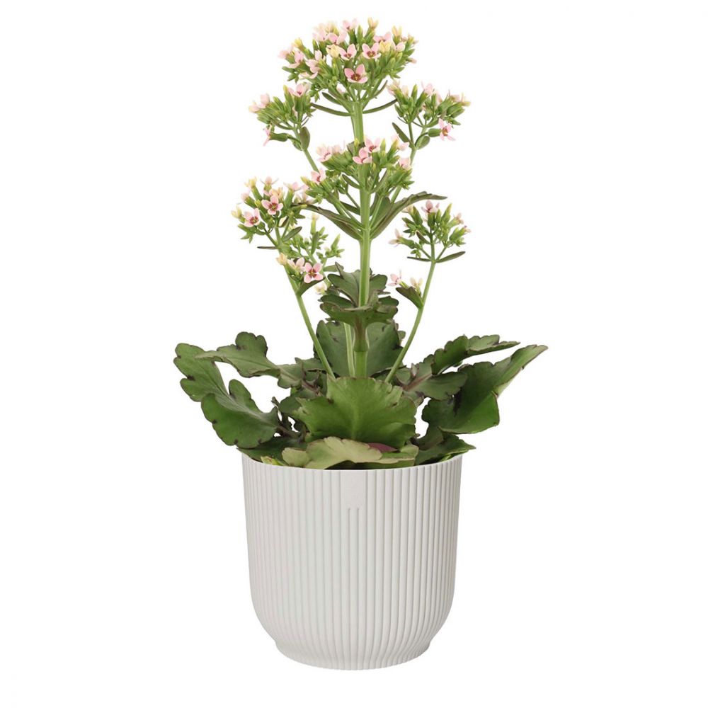 Kalanchoe Femini Plant Price in Dubai, UAE