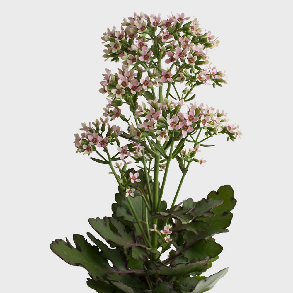 Kalanchoe Femini Plant Price in Dubai, UAE - Image 2