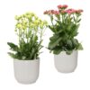 Kalanchoe duo Plant Price in Dubai, UAE